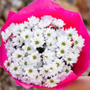 Букет из 7 Хризантем