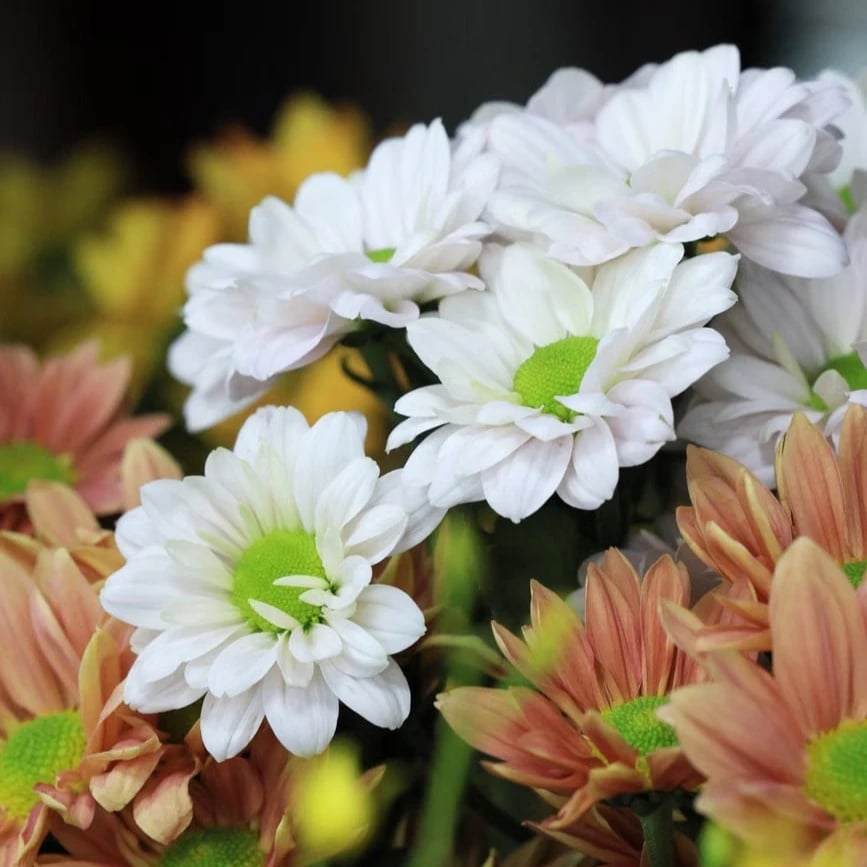 Flowers in Dubai