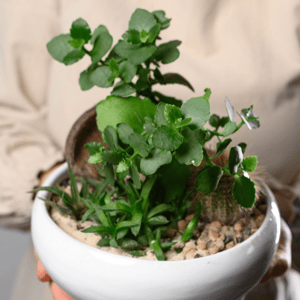 Композиция из суккулентов, кактуса