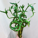 Букет «3 бамбука»