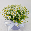 Шляпная коробка с ромашкой матрикарией