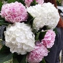 Букет «Нежная Гортензия»