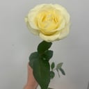 Композиция «Роза одноголовая кремовая»