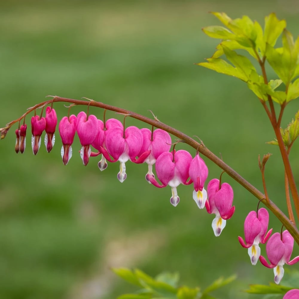 Different varieties of bleeding heart plants