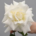 Белая французкая роза