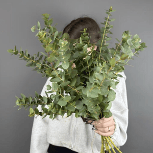 Букет ароматного эвкалипта