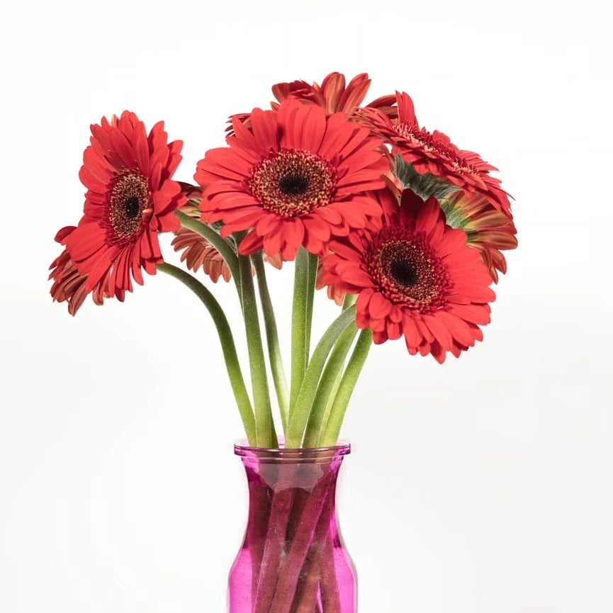 Cut African daisies arranged in a vase