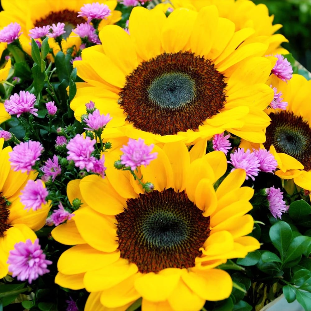 Sunflowers flowers