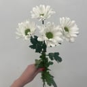 Композиция «Сантини белая» из хризантем