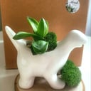 Суккулент в кашпо "Динозаврик"