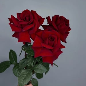 Букет «3 красных французских розы»