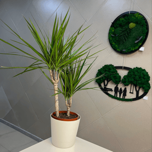 Драцена Маргината 3