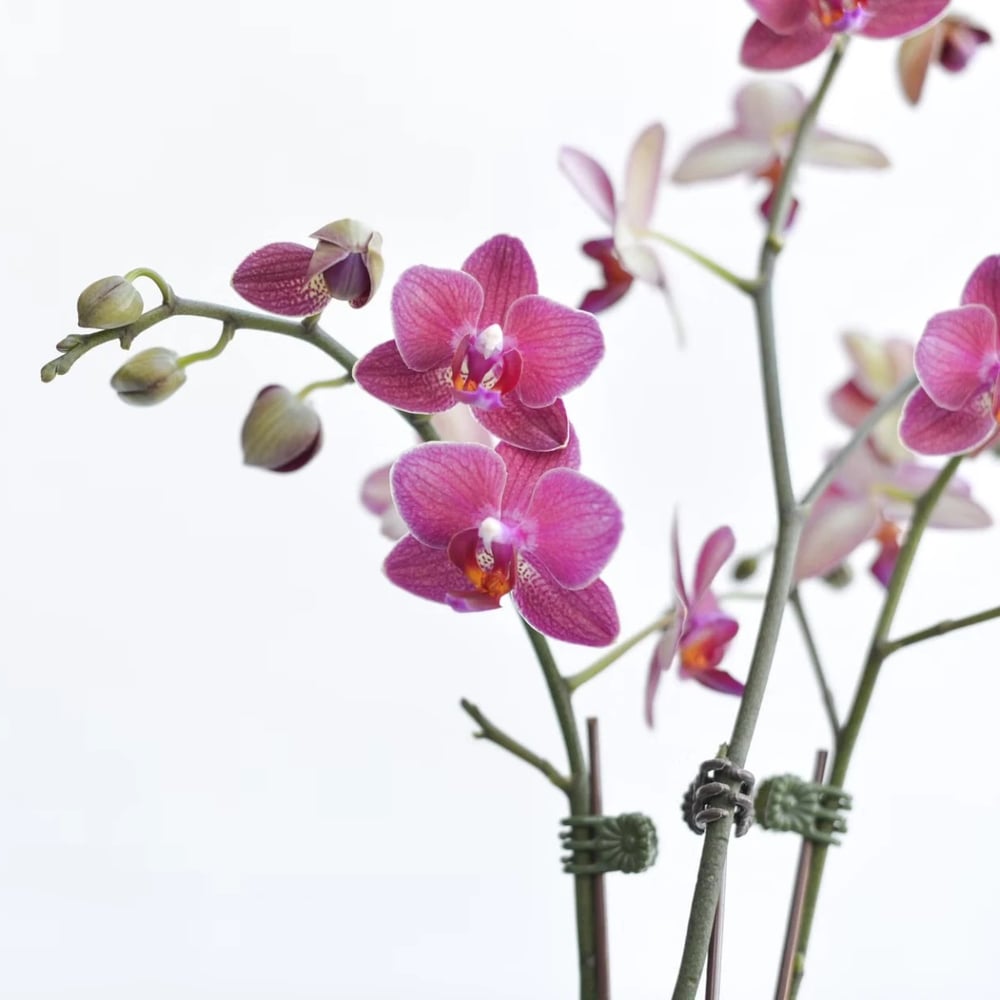 Orchids flowers
