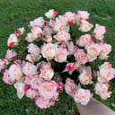 Букет из кустовых роз Кения