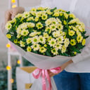 Букет из Хризантем Сантини "Лучи солнца"