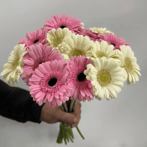 Букет «15 гермини под ленту» из гербер