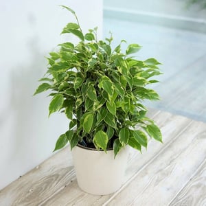 Фикус Бенджамина Бафт