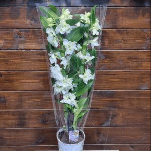 Дендробиум