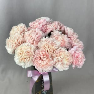 Букет из 15 розовых диатусов