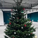 Пихта Нордманна - Ёлка