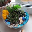 Флорариум "Голубая лагуна"