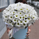 Хризантема ромашковая в коробке