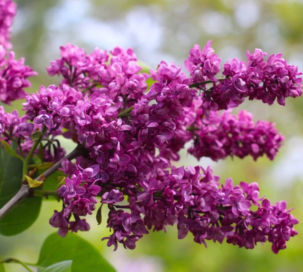 Fragrant flowers in bloom