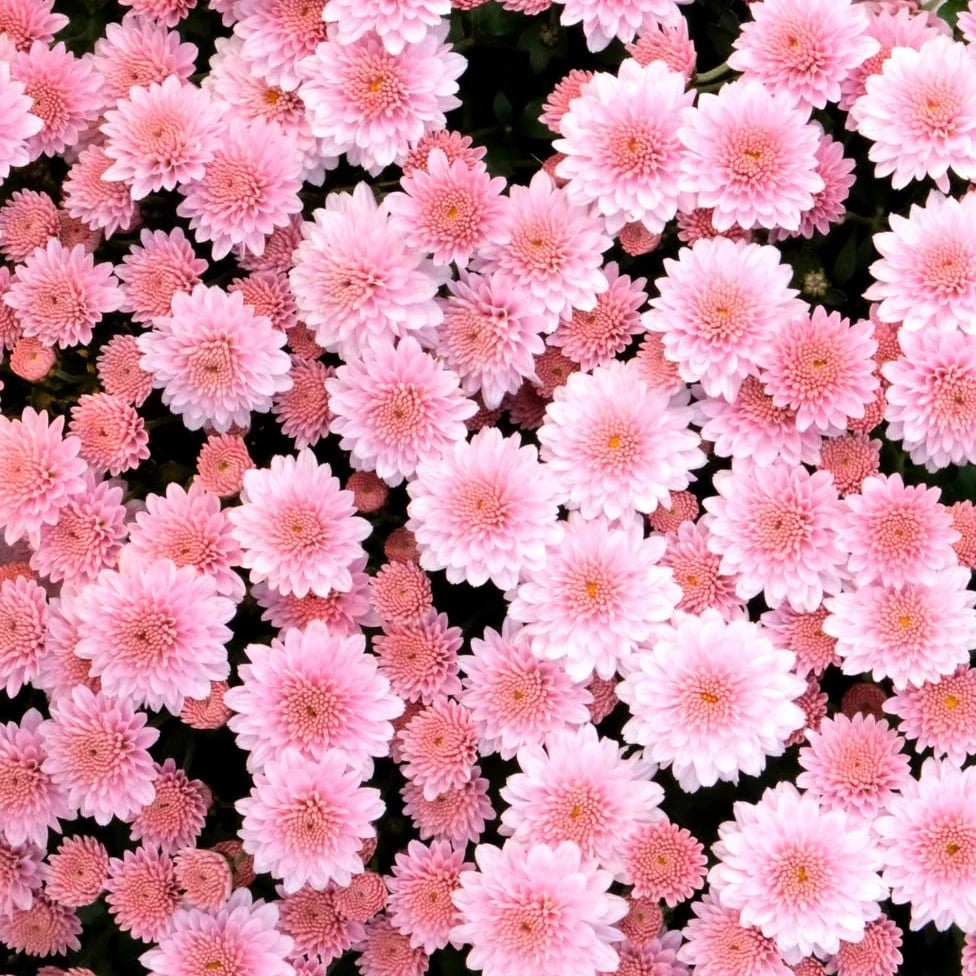 Chrysanthemums, the traditional November birth flower