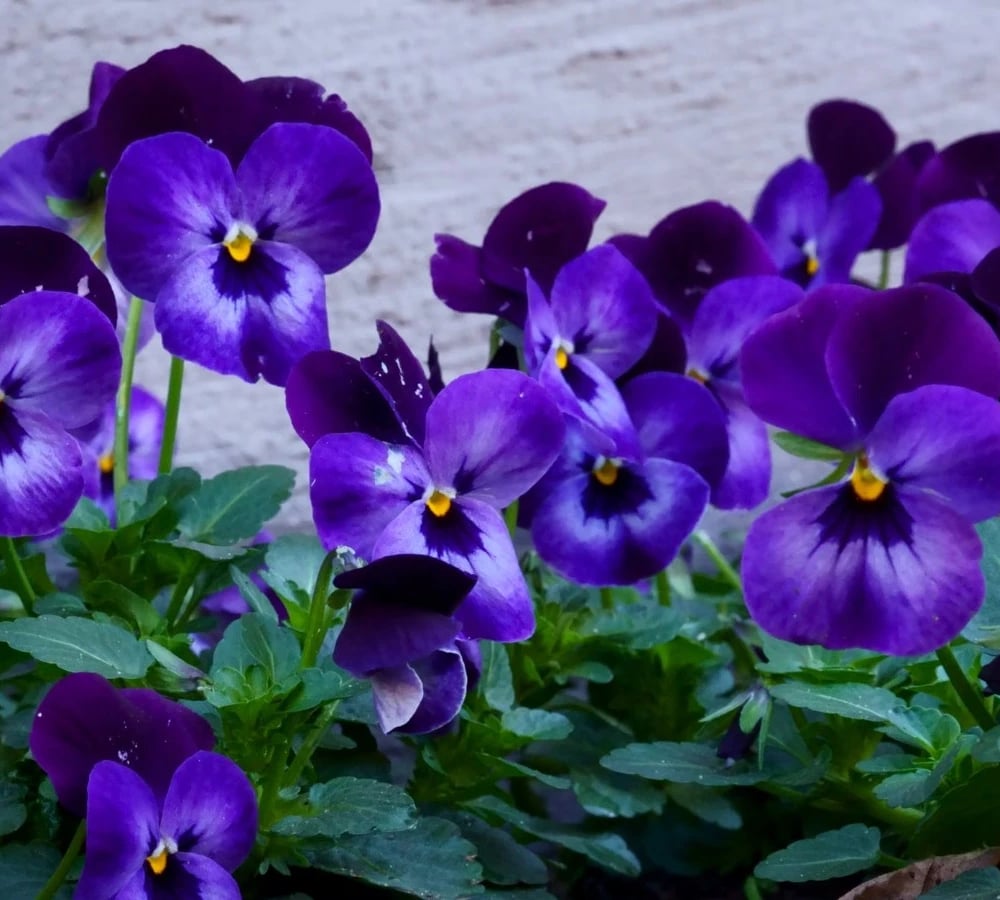 Purple violets in bloom