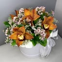 Орхидеи Цимбидиум в шляпной коробке