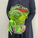 Композиция ярко-зеленой Гипсофилы