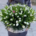 Белые тюльпаны в корзине