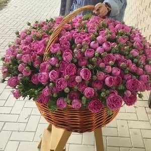 Корзина из 151 кустовой розы