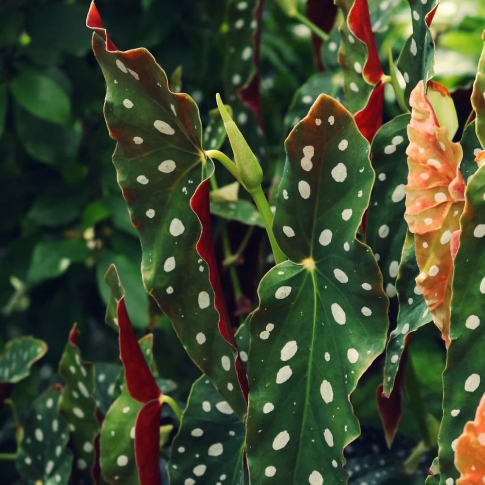 Indoor begonia plant in bright indirect light
