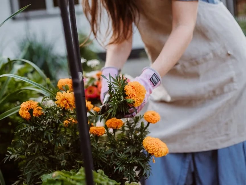 Gardener tending a perennial bed