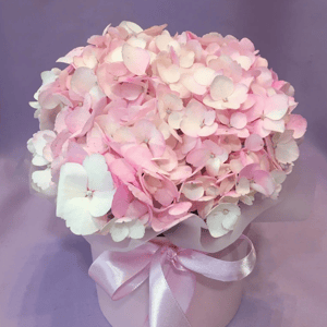 гортензия в шляпной коробке