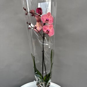 Комнатное растение Орхидея Фелинопсис