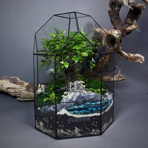 Флорариум с деревом бонсай сагерецией