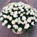 101 роза в корзине