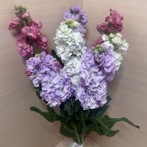 Букет «Маттиола микс» из экзотических цветов