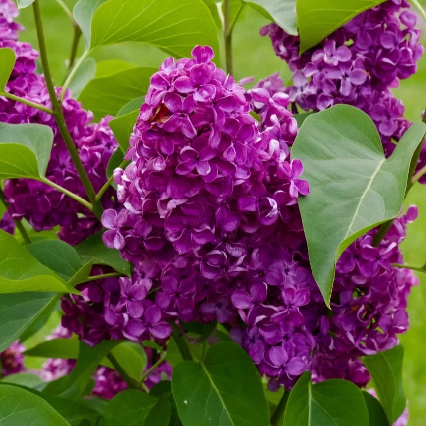 Lilac bush with companion plants in a garden bed