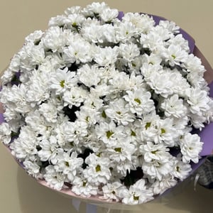 Букет «Хризантемы кустовые 25шт»