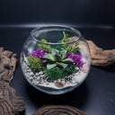 Шар-флорариум с эхеверией пурпузорум