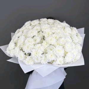 Монобукет из хризантемы Алтай 35 в белой упаковке