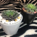 Мини флорариум с эхеверией