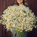 Букет «Матрикария 35 штук»