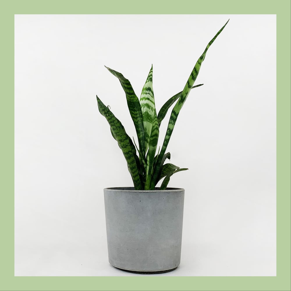 Сансевиерия в бетонном кашпо