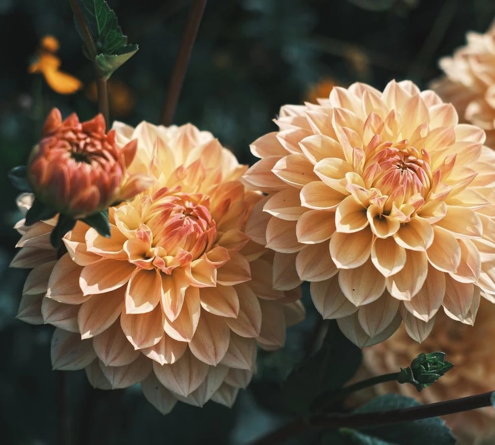 Dahlia flowers in bloom