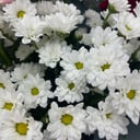 Букет «Хризантема кустовая»