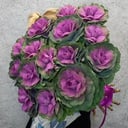 Букет «15 фиолетовых огромных брассики»